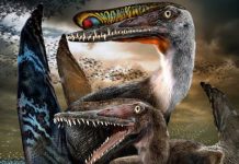 Descubren fósiles de nueva especie de dinosaurio en noroeste de China