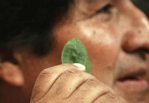 Presidente Evo Morales regalará un pastel de hoja de coca a presidente de ONU