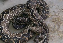 Una narco-anaconda encargada de la custodia de droga en Argentina