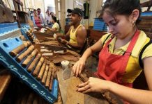 Recauda Cuba unos 10 millones de dólares por venta de habanos mecanizados