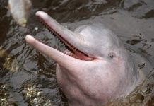 Brasil quiere frenar matanza de delfines rosados