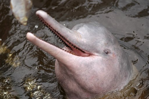 BRASIL-DELFIN ROSADO