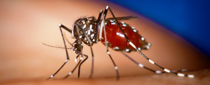 images_SECCIONES_PAGINA_WEB_CRONICATN8_INTERNACIONALES_2014_Junio_16_AL_22_R._Dominicana-_chikungunya_-19062014