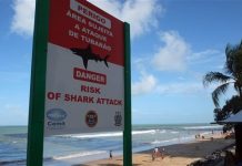 Recife alerta a turistas sobre tiburones