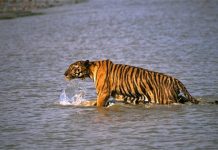 Tigre arrastra a pescador de bote en la India