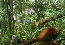 Científicos australianos descubren nuevas especies animales en Papúa Nueva Guinea