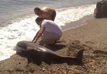 Una asociación ecologista española denuncia las prospecciones petroleras en el mar
