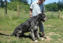 Irlanda introduce nueva ley de bienestar animal