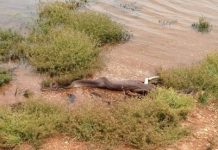 Una serpiente pitón se come a un cocodrilo en Australia