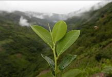 Bolivia defenderá beneficios medicinales de la coca