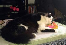 Buscan sicólogo para gato violento que atacó a bebé en Oregon