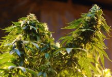 Paraguay destruye ocho hectáreas de cultivos de marihuana