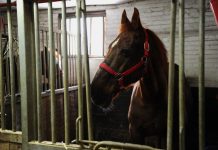 Denuncias por maltrato en caballos que se consumen en Europa
