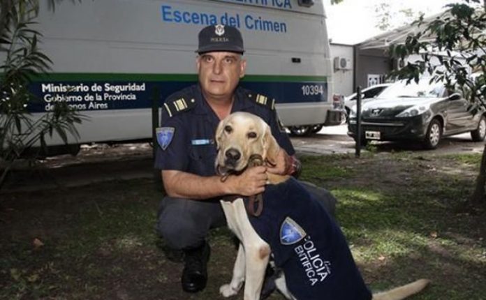 images_SECCIONES_PAGINA_WEB_CRONICATN8_INTERNACIONALES_2014_Marzo_10_AL_16_perro-labrador-11032014