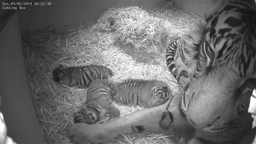 TRILLIZOS DE TIGRE