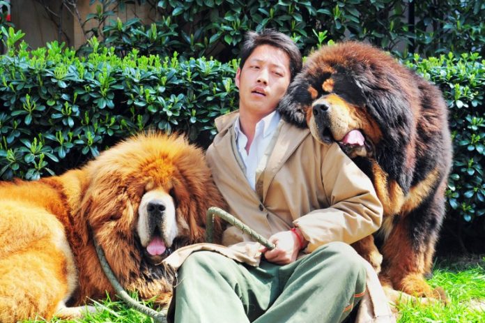 CHINA-DOG-OFFBEAT