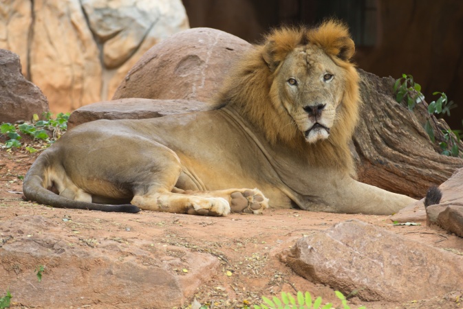 images_SECCIONES_PAGINA_WEB_CRONICATN8_INTERNACIONALES_2014_Marzo_DEL_24_AL_30_El_zoo-mata-leones-25032014