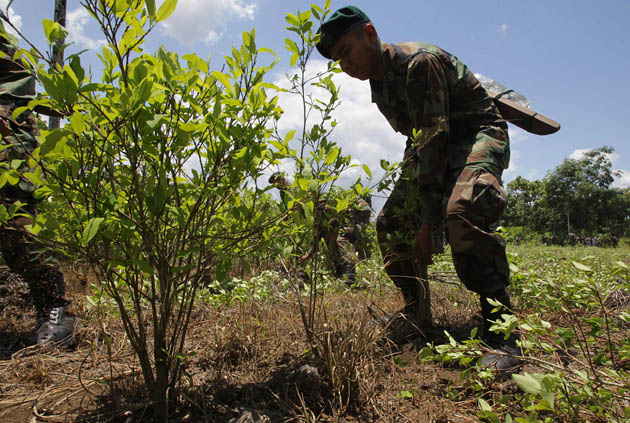 MISIÓN DE LA JIFE ASISTE A ERRADICACIÓN DE COCA EN EL CENTRO DE BOLIVIA