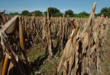 Aproximación de «El Niño» crea incertidumbre a productores del país