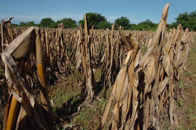 Cultivos de maz perdidos por falta de lluvias
