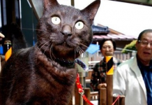 Gato vuelve a casa luego de 3 años del tsunami en Japón