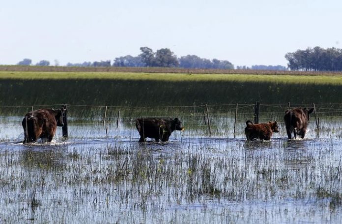 Unas vacas en un campo inundado cerca de Bolivar, al suroeste de Buenos Aires