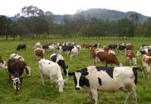 Ganaderos uruguayos critican al Mercosur y piden la apertura del mercado de EE.UU.