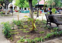 Reforestan Granada