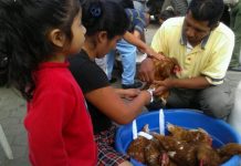 Familias de Masaya reciben gallinitas del Bono Productivo Alimentario