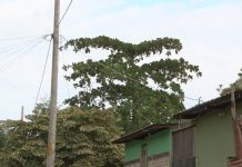 ENATREL legaliza la energía de 167 viviendas