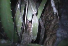 Abejas africanas amenazan barrio de Masaya