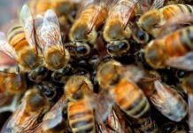 Autoridades alertan sobre ataque de abejas