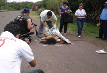 Imprudencia de hondureño le quita la vida a ancianita
