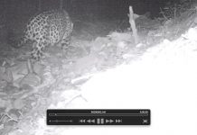 Jaguar tiene alerta a pobladores de Rivas