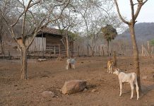 En Estelí joven apareció muerto a orillas de río