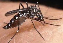 Nicaragua atenta a presencia del virus chikungunya en países caribeños