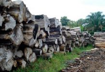 Río Blanco triunfa en operativo para incautar madera preciosa