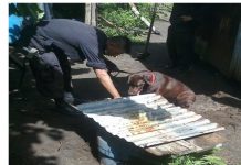 Tumbadores de droga a la cárcel