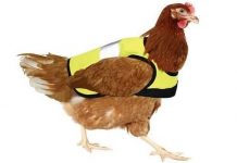Crean abrigo para pollos y gallinas en Inglaterra