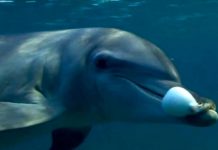 Delfines se «estimulan» con peces globo