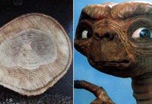 Leñador consigue el rostro del extraterrestre ET al cortar un tronco