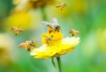 Estimula el deseo sexual con polen de abeja