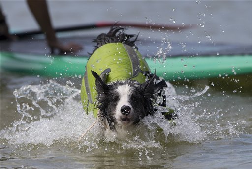 PERROS SURFISTAS