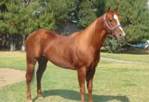 El caballo no vomita