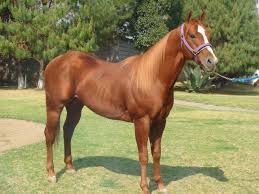 images_SECCIONES_PAGINA_WEB_Tendencias_2014_ENERO_DEL_13_AL_19_caballo-vomita-14012014