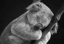 Koala es el animal mas dormilón