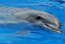 Los Delfines duermen con un ojo abierto