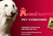 ¿Condones para perros?