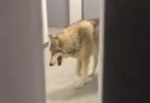 Deportista estadounidense se encuentra con un lobo en Sochi