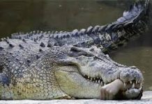 El cocodrilo sobrevive un año con una comida